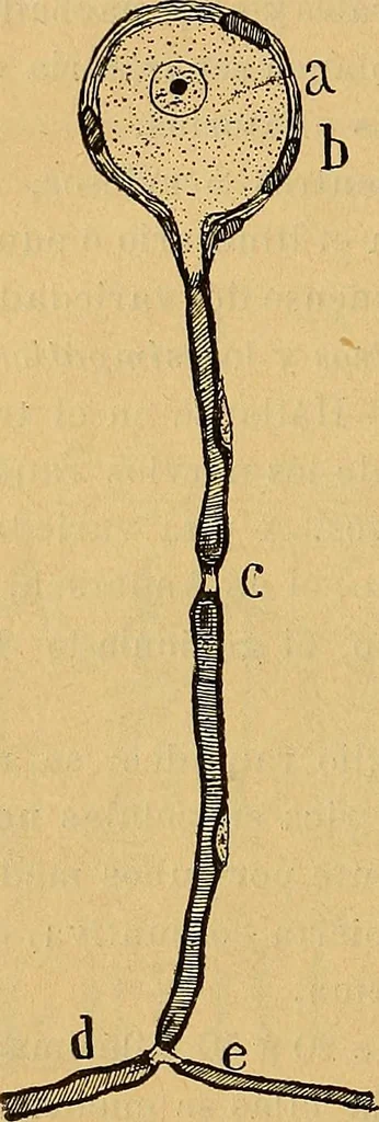 An illustration from Elementos de histología normal y de téchnica micrografica para uso de estudiantes, 1897, leaf 430