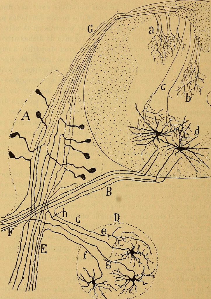 An illustration from Elementos de histología normal y de téchnica micrografica para uso de estudiantes, 1897, leaf 432