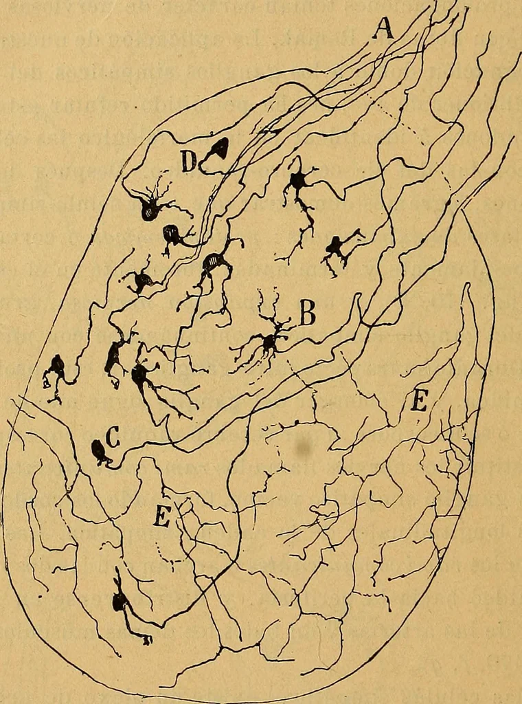 An illustration from Elementos de histología normal y de téchnica micrografica para uso de estudiantes, 1897, leaf 434