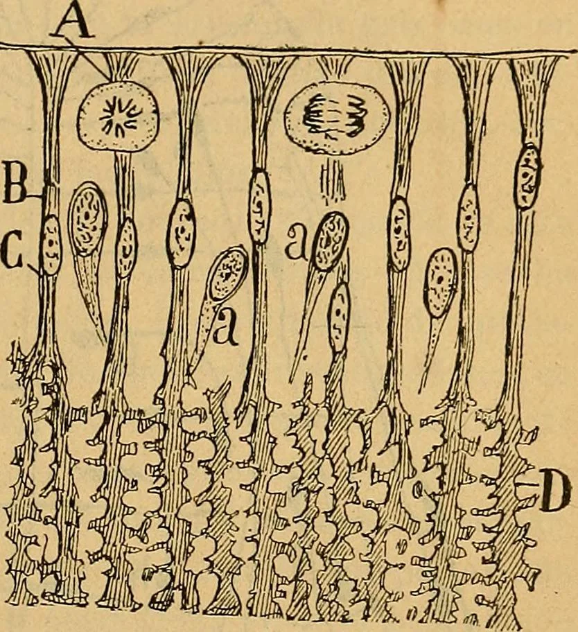 An illustration from Elementos de histología normal y de téchnica micrografica para uso de estudiantes, 1897, leaf 439