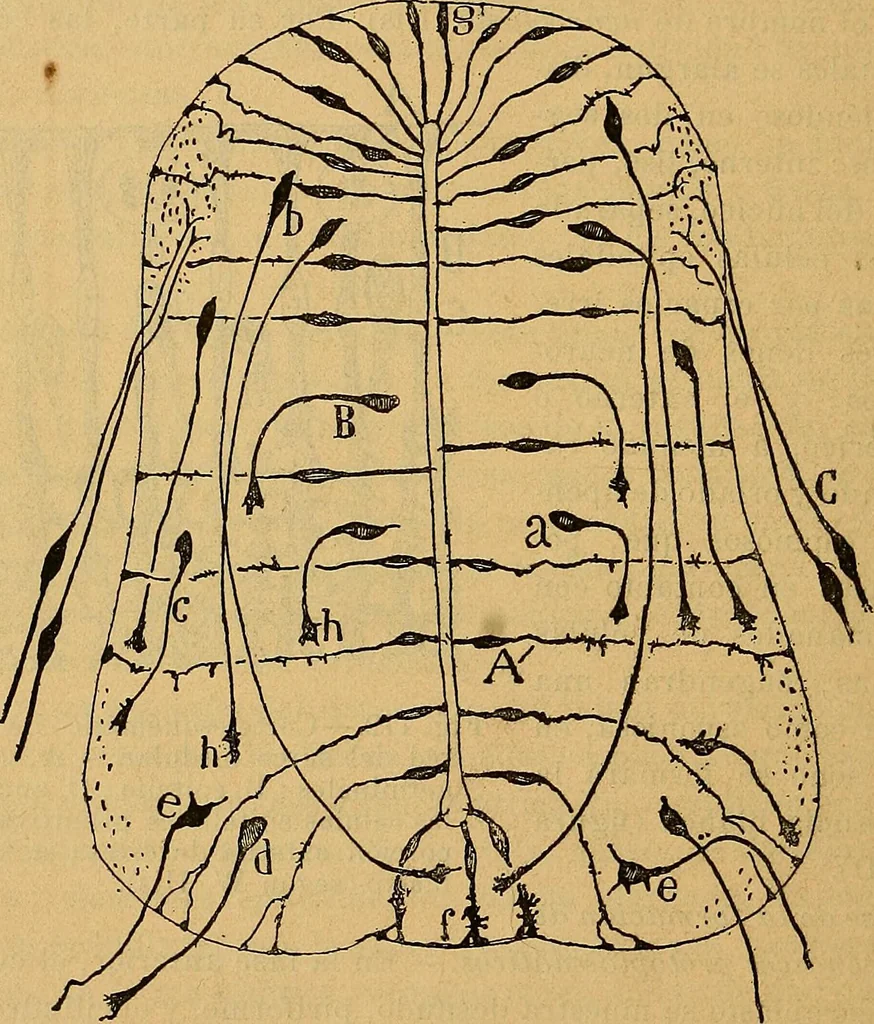 An illustration from Elementos de histología normal y de téchnica micrografica para uso de estudiantes, 1897, leaf 440