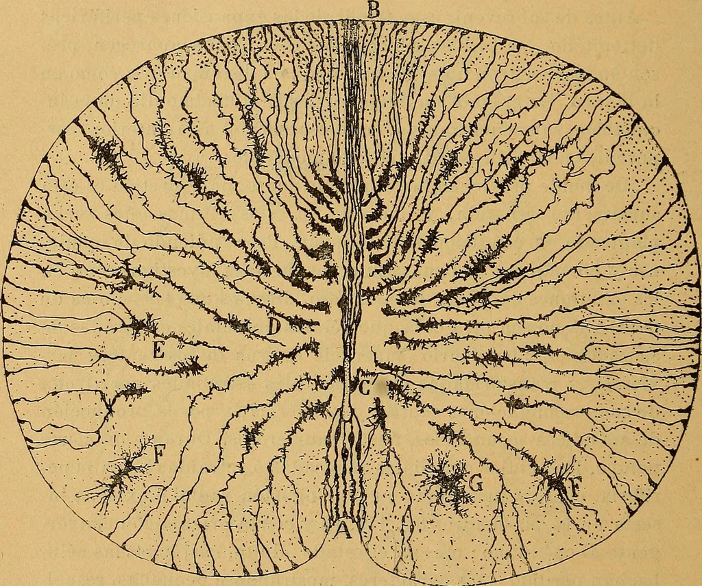 An illustration from Elementos de histología normal y de téchnica micrografica para uso de estudiantes, 1897, leaf 442