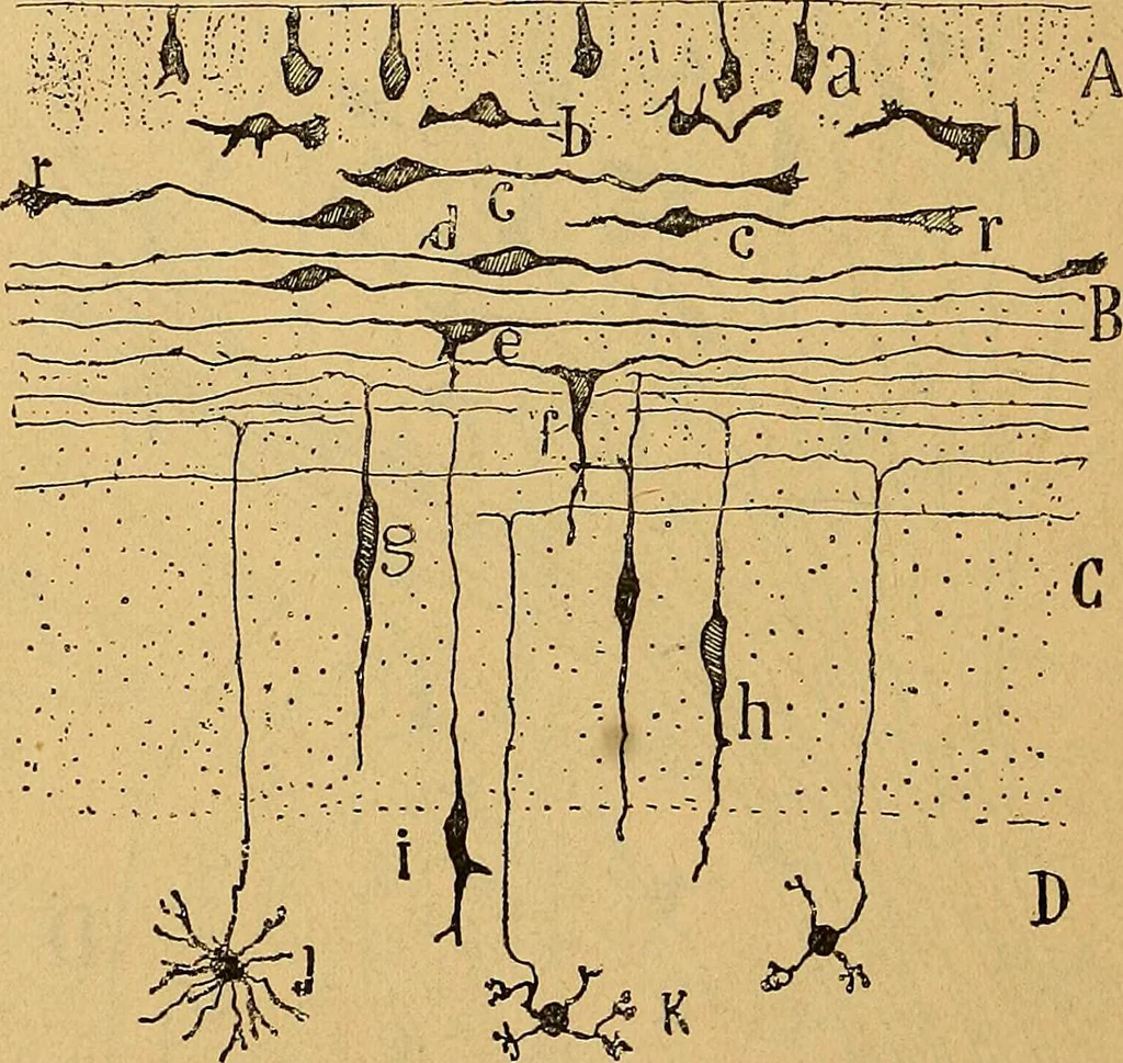 An illustration from Elementos de histología normal y de téchnica micrografica para uso de estudiantes, 1897, leaf 444