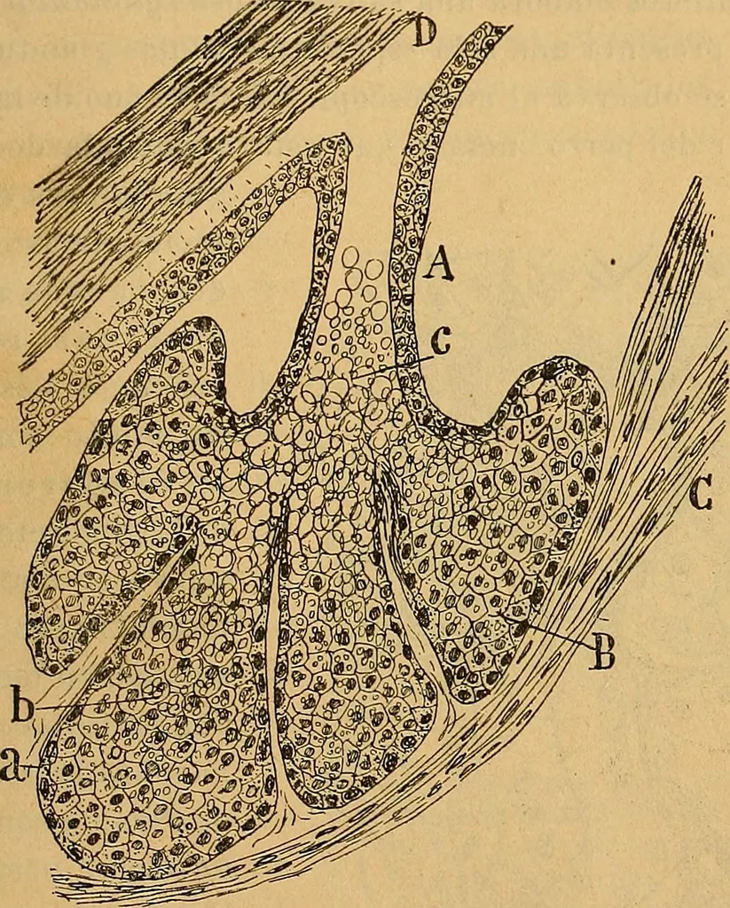 An illustration from Elementos de histología normal y de téchnica micrografica para uso de estudiantes, 1897, leaf 461