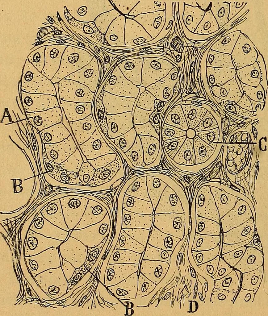An illustration from Elementos de histología normal y de téchnica micrografica para uso de estudiantes, 1897, leaf 462