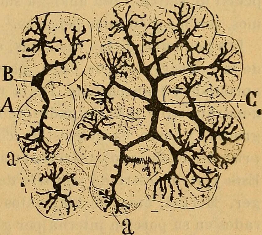An illustration from Elementos de histología normal y de téchnica micrografica para uso de estudiantes, 1897, leaf 463