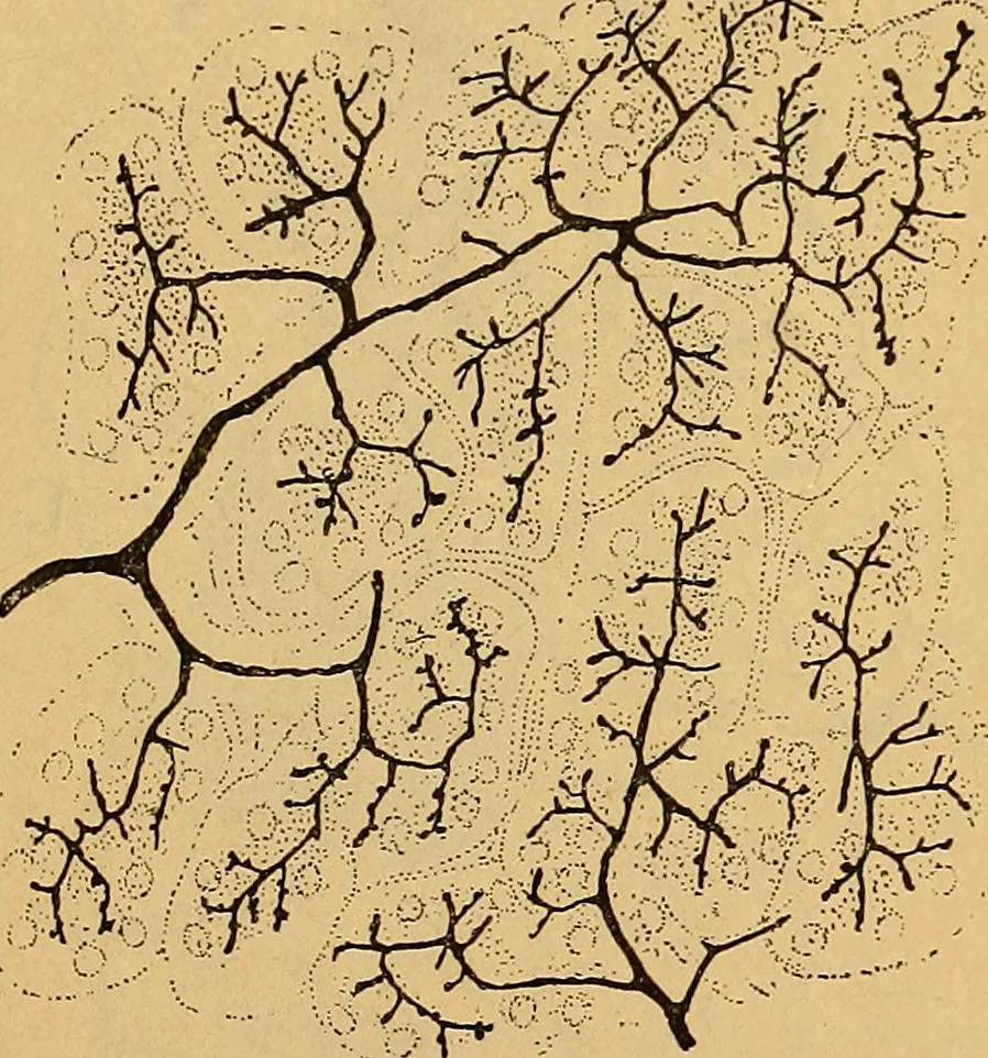 An illustration from Elementos de histología normal y de téchnica micrografica para uso de estudiantes, 1897, leaf 465