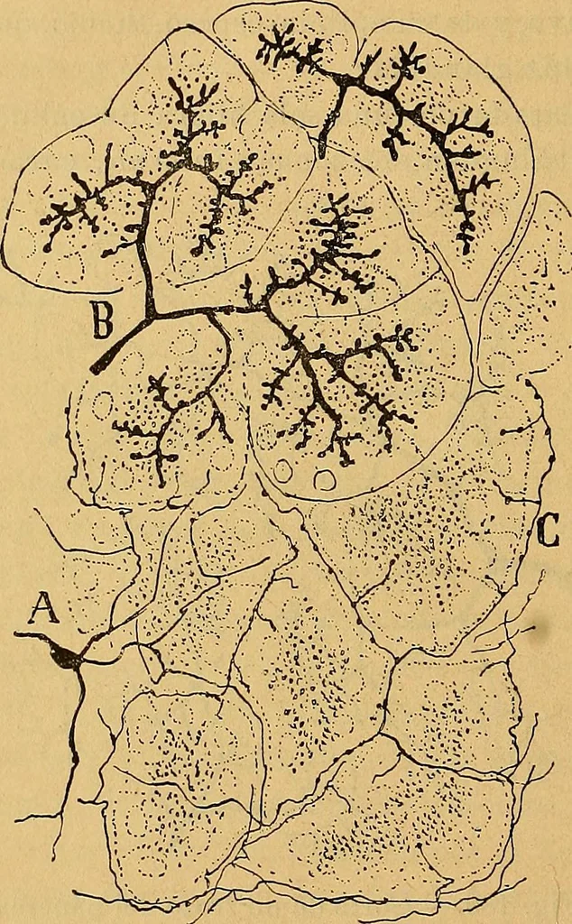 An illustration from Elementos de histología normal y de téchnica micrografica para uso de estudiantes, 1897, leaf 466