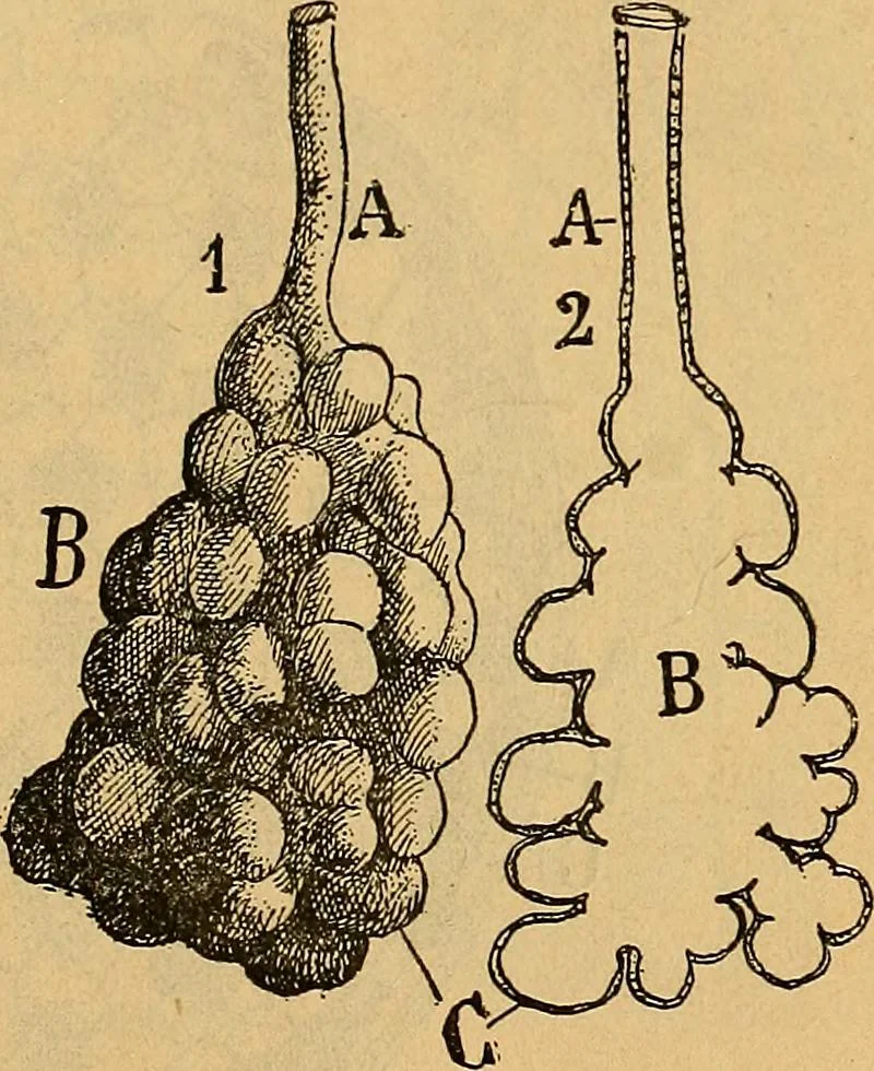 An illustration from Elementos de histología normal y de téchnica micrografica para uso de estudiantes, 1897, leaf 467