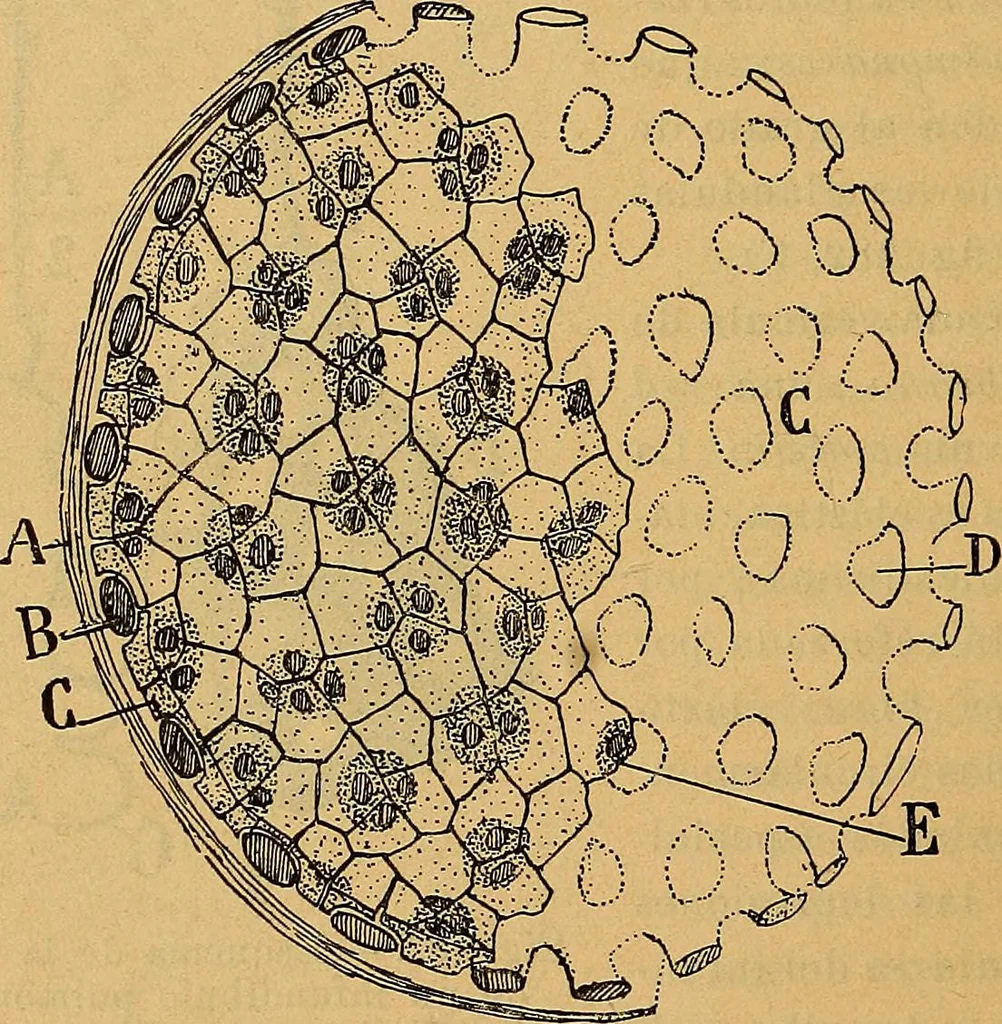 An illustration from Elementos de histología normal y de téchnica micrografica para uso de estudiantes, 1897, leaf 468
