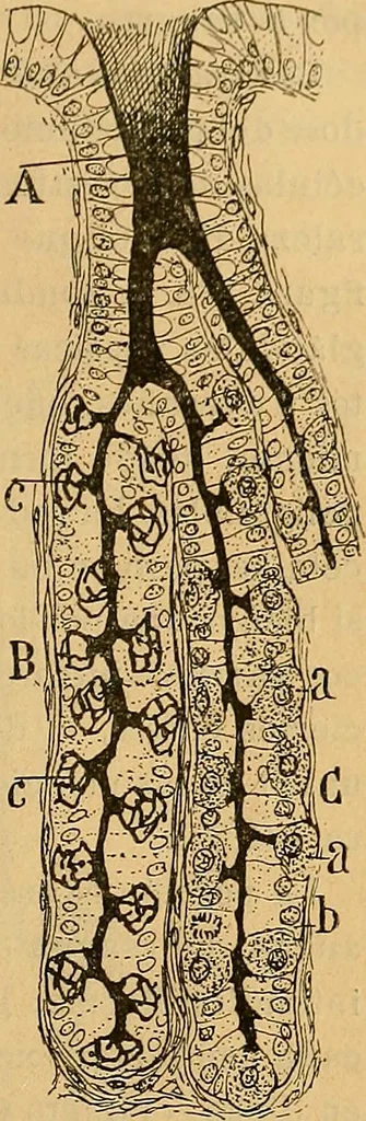 An illustration from Elementos de histología normal y de téchnica micrografica para uso de estudiantes, 1897, leaf 469