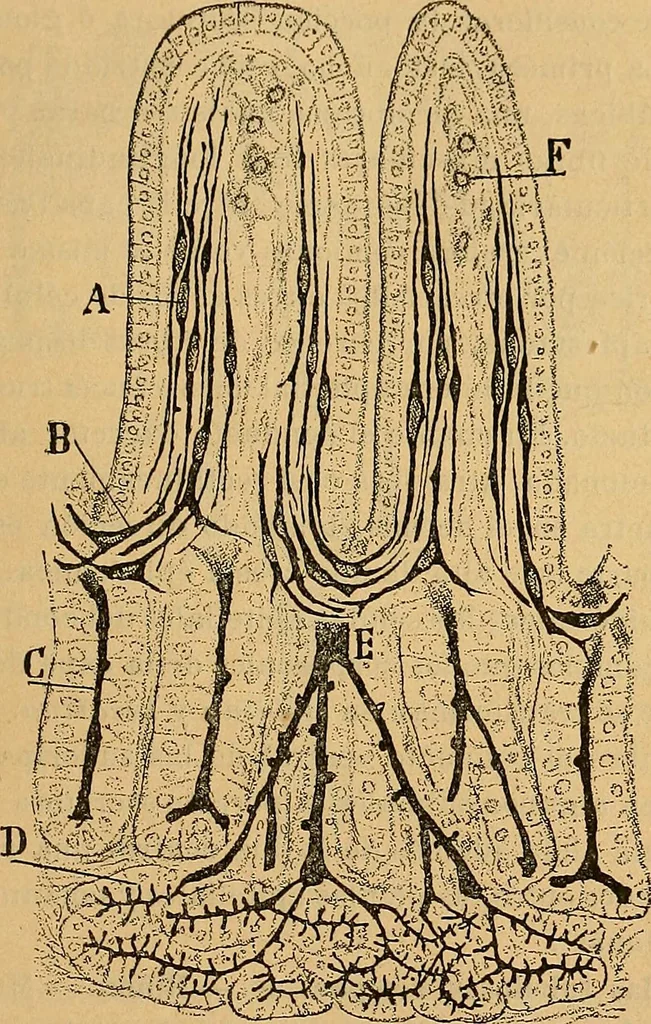 An illustration from Elementos de histología normal y de téchnica micrografica para uso de estudiantes, 1897, leaf 471