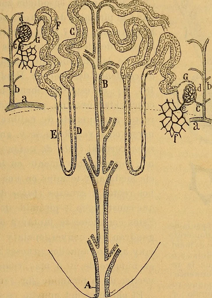 An illustration from Elementos de histología normal y de téchnica micrografica para uso de estudiantes, 1897, leaf 473