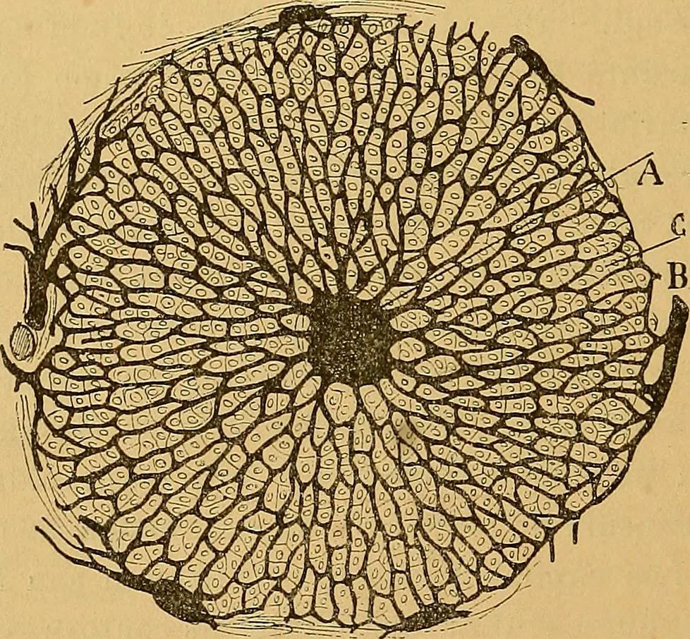 An illustration from Elementos de histología normal y de téchnica micrografica para uso de estudiantes, 1897, leaf 476