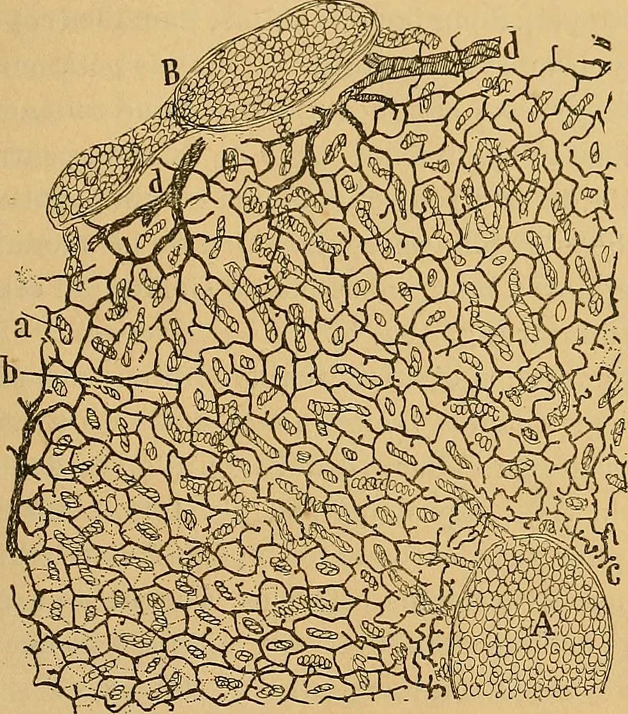 An illustration from Elementos de histología normal y de téchnica micrografica para uso de estudiantes, 1897, leaf 477