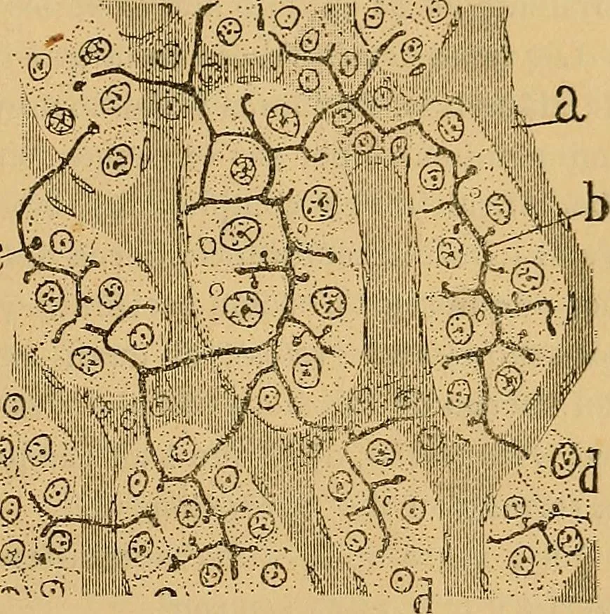 An illustration from Elementos de histología normal y de téchnica micrografica para uso de estudiantes, 1897, leaf 479
