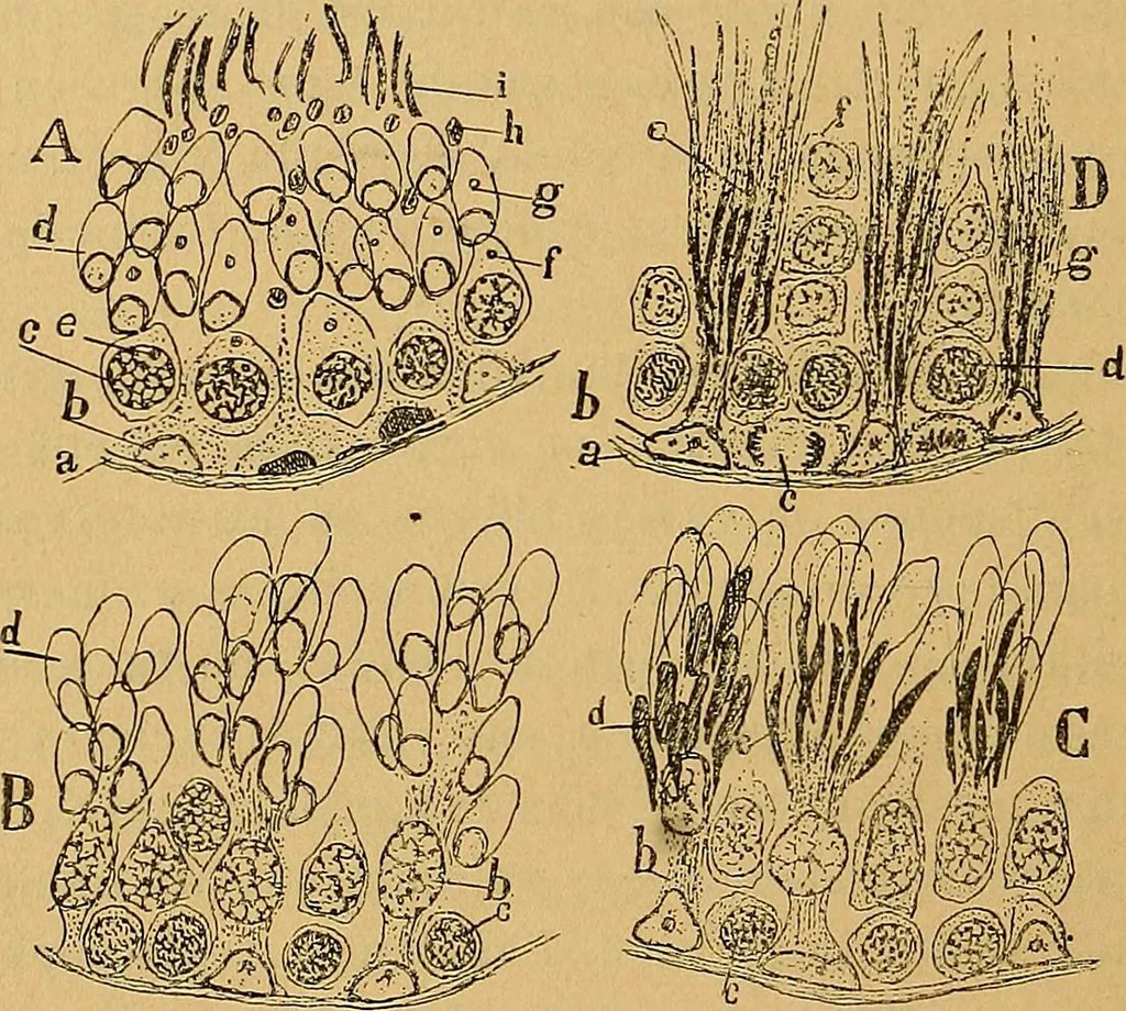 An illustration from Elementos de histología normal y de téchnica micrografica para uso de estudiantes, 1897, leaf 482