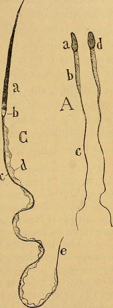 An illustration from Elementos de histología normal y de téchnica micrografica para uso de estudiantes, 1897, leaf 483