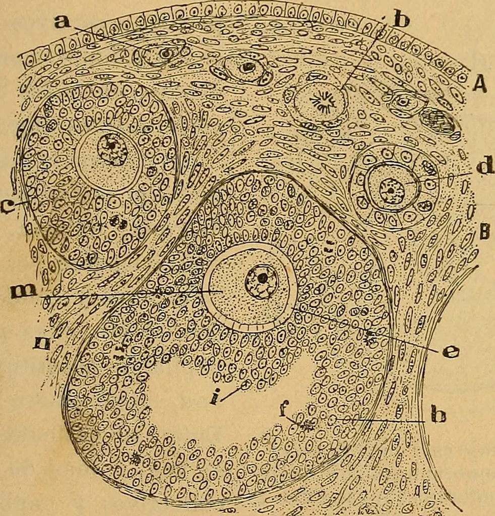 An illustration from Elementos de histología normal y de téchnica micrografica para uso de estudiantes, 1897, leaf 487