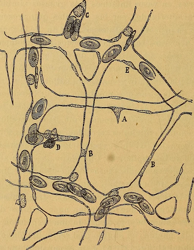 An illustration from Elementos de histología normal y de téchnica micrografica para uso de estudiantes, 1897, leaf 494