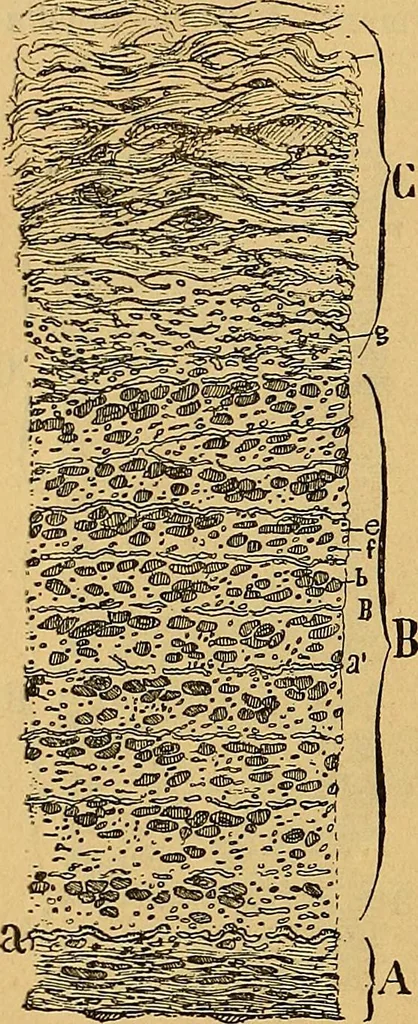 An illustration from Elementos de histología normal y de téchnica micrografica para uso de estudiantes, 1897, leaf 496