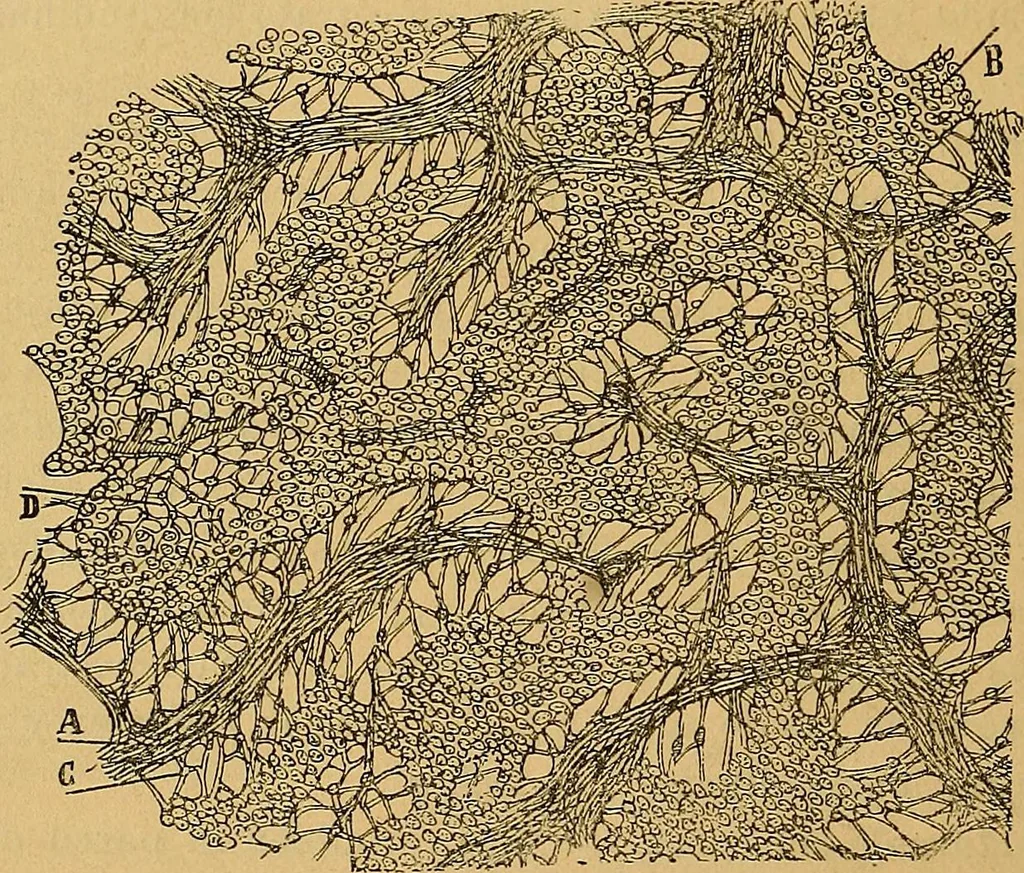 An illustration from Elementos de histología normal y de téchnica micrografica para uso de estudiantes, 1897, leaf 498