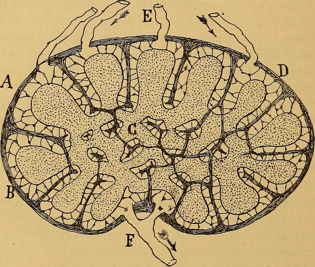 An illustration from Elementos de histología normal y de téchnica micrografica para uso de estudiantes, 1897, leaf 500