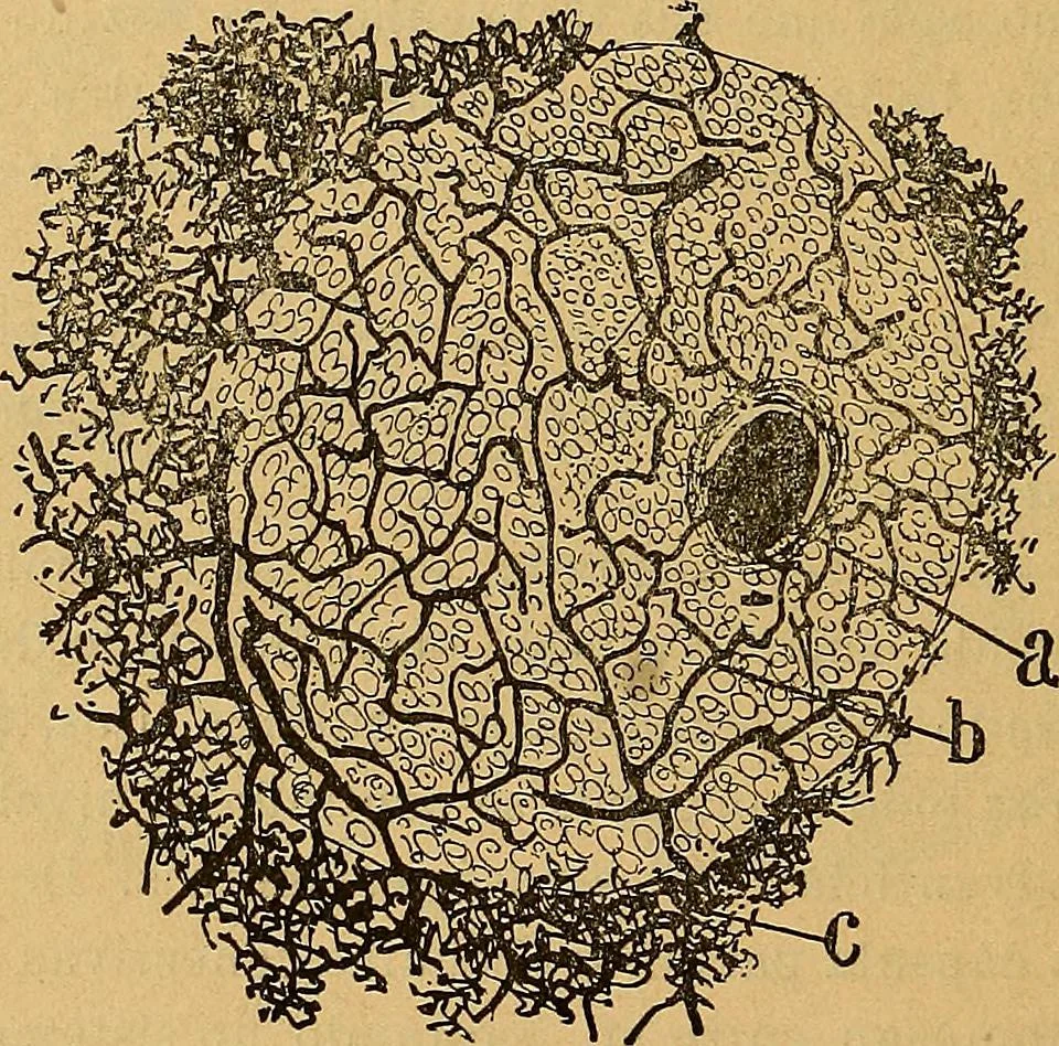 An illustration from Elementos de histología normal y de téchnica micrografica para uso de estudiantes, 1897, leaf 502