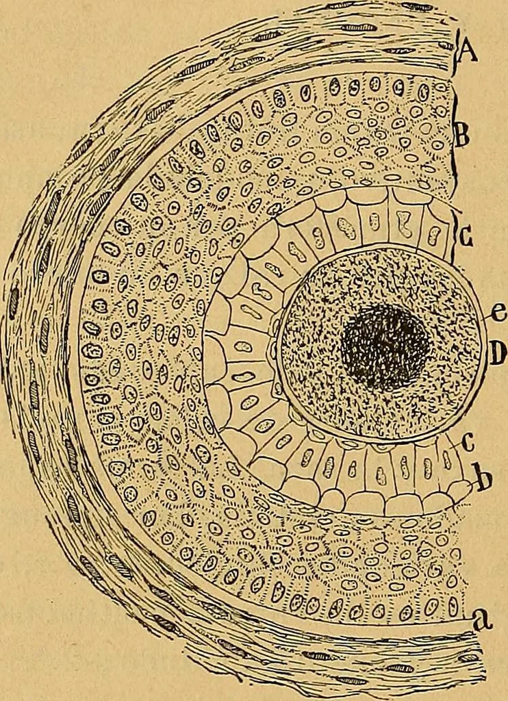 An illustration from Elementos de histología normal y de téchnica micrografica para uso de estudiantes, 1897, leaf 506