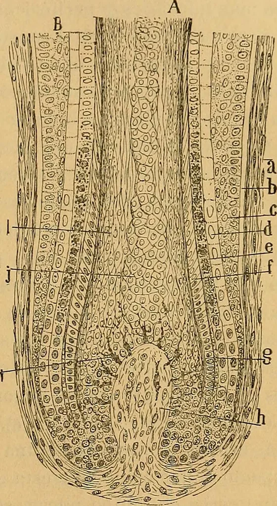An illustration from Elementos de histología normal y de téchnica micrografica para uso de estudiantes, 1897, leaf 507