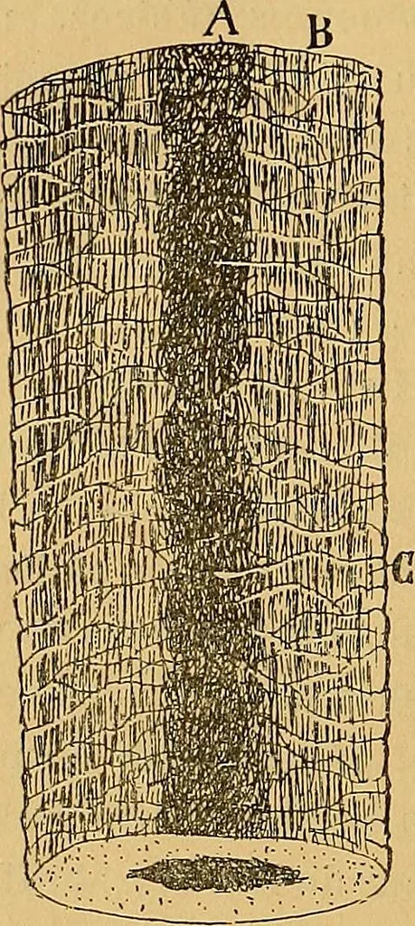 An illustration from Elementos de histología normal y de téchnica micrografica para uso de estudiantes, 1897, leaf 510