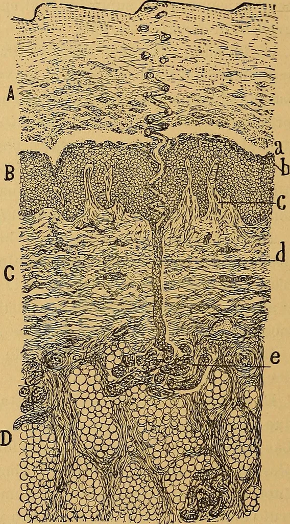An illustration from Elementos de histología normal y de téchnica micrografica para uso de estudiantes, 1897, leaf 518