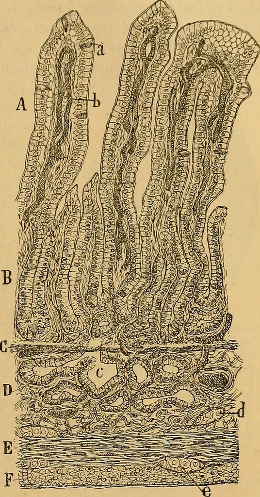 An illustration from Elementos de histología normal y de téchnica micrografica para uso de estudiantes, 1897, leaf 523