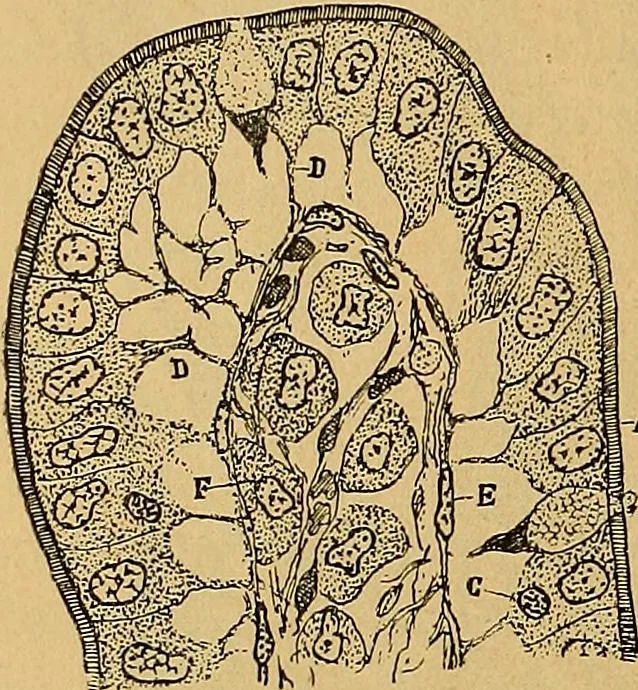An illustration from Elementos de histología normal y de téchnica micrografica para uso de estudiantes, 1897, leaf 524