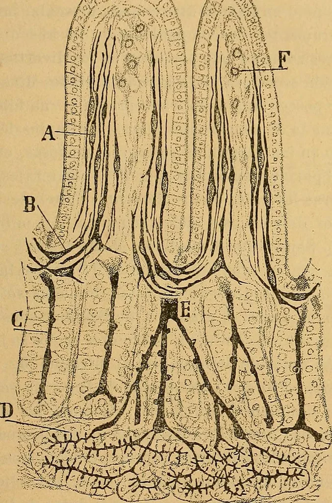 An illustration from Elementos de histología normal y de téchnica micrografica para uso de estudiantes, 1897, leaf 525