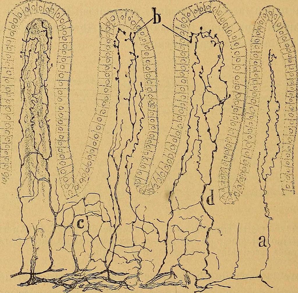 An illustration from Elementos de histología normal y de téchnica micrografica para uso de estudiantes, 1897, leaf 528