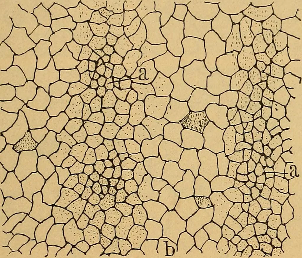 An illustration from Elementos de histología normal y de téchnica micrografica para uso de estudiantes, 1897, leaf 533