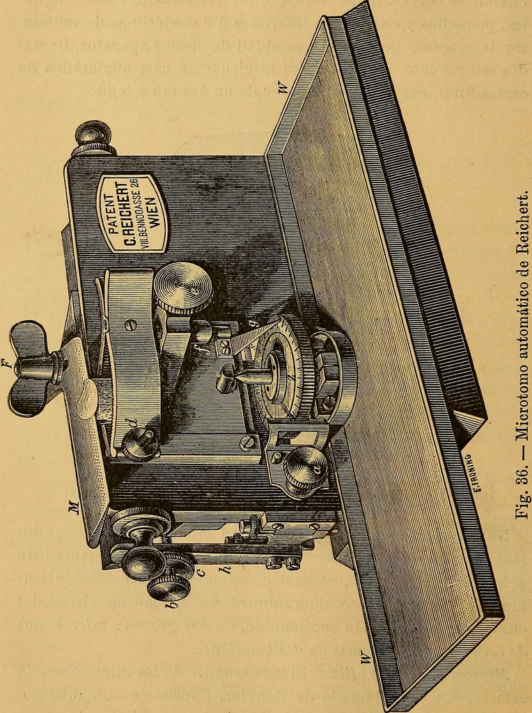An illustration from Elementos de histología normal y de téchnica micrografica para uso de estudiantes, 1897, leaf 64