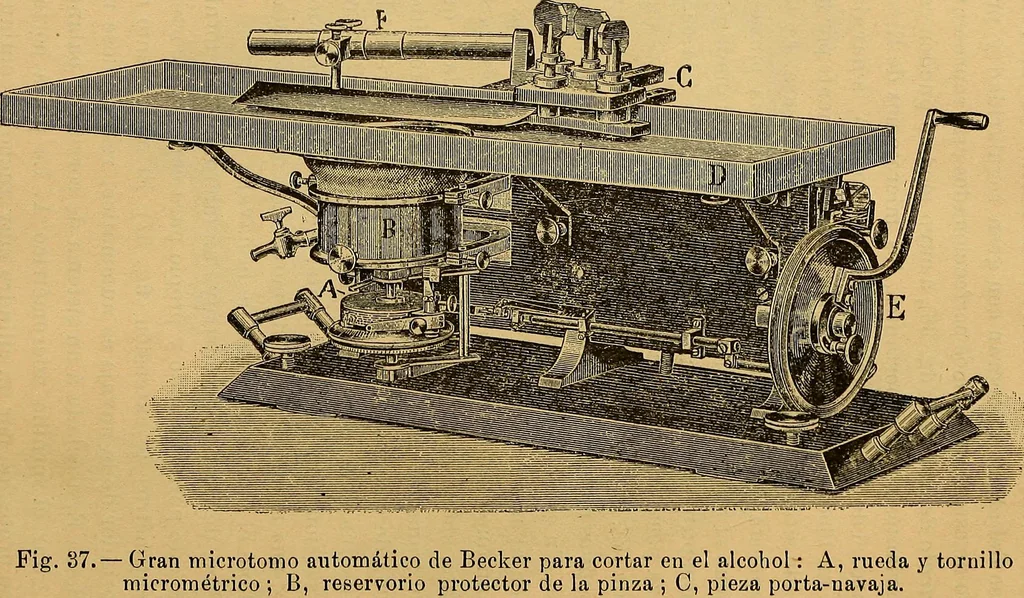 An illustration from Elementos de histología normal y de téchnica micrografica para uso de estudiantes, 1897, leaf 66