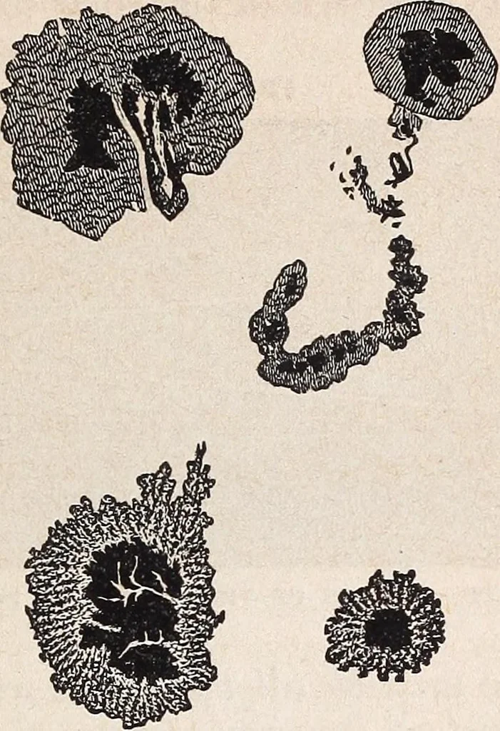 An illustration from Elements of astronomy ... with explanatory notes, and questions for examination, 1855, leaf 143
