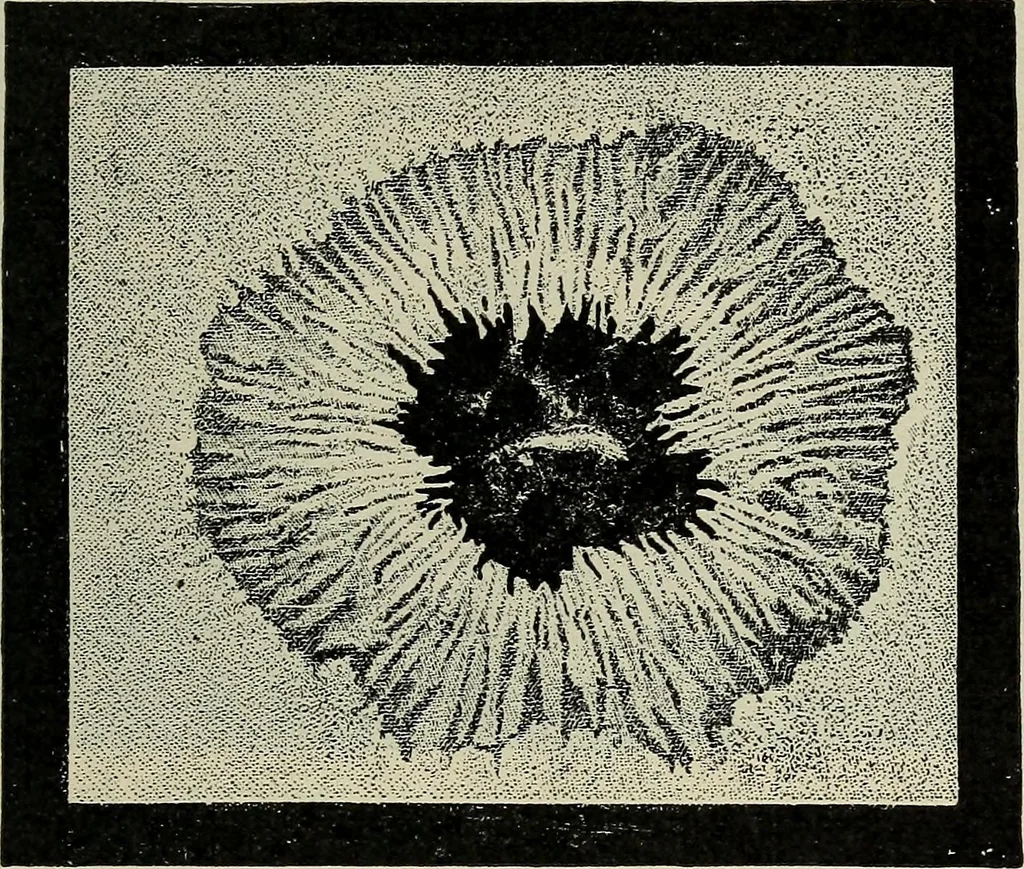 An illustration from The elements of astronomy; a textbook, 1919, leaf 139
