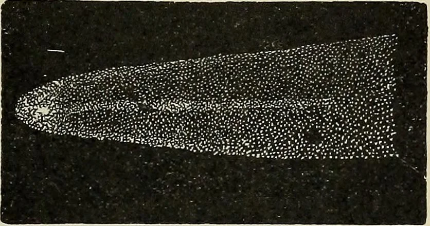 An illustration from The elements of astronomy; a textbook, 1919, leaf 297
