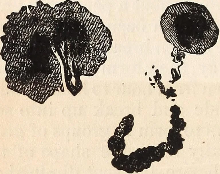 An illustration from Elements of astronomy .., 1870, leaf 142