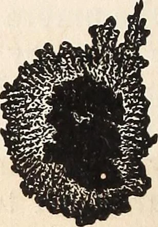 An illustration from Elements of astronomy .., 1870, leaf 142