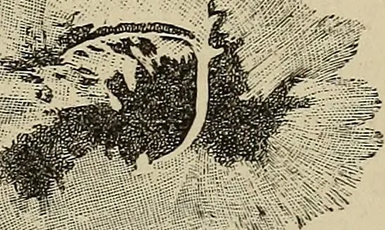 An illustration from Elements of astronomy: accompanied with numerous illustrations, a colored representation of the solar, stellar, and nebular spectra, and celestial charts of the northern and the southern hemisphere, 1875, leaf 68