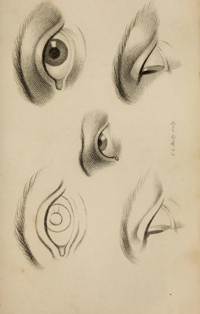 An illustration from The elements of drawing : in its various branches, for the use of students ... containing several hundred examples, from the works of the greatest masters, 1827, leaf 115