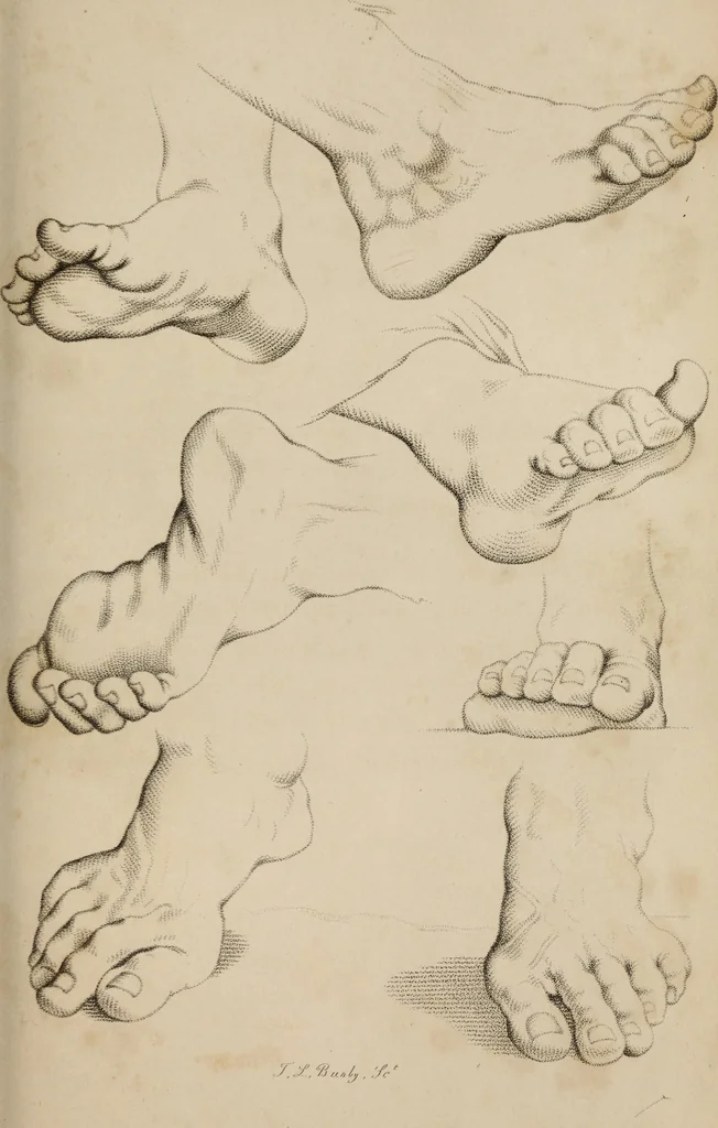 An illustration from The elements of drawing : in its various branches, for the use of students ... containing several hundred examples, from the works of the greatest masters, 1827, leaf 145