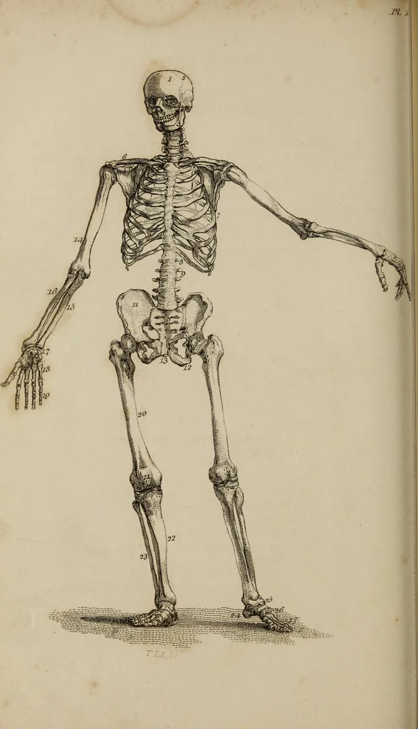 An illustration from The elements of drawing : in its various branches, for the use of students ... containing several hundred examples, from the works of the greatest masters, 1827, leaf 160