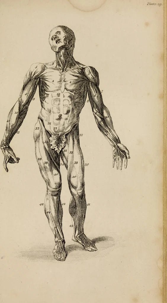 An illustration from The elements of drawing : in its various branches, for the use of students ... containing several hundred examples, from the works of the greatest masters, 1827, leaf 163