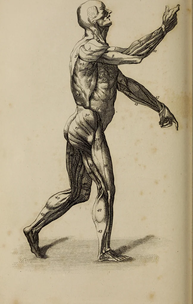An illustration from The elements of drawing : in its various branches, for the use of students ... containing several hundred examples, from the works of the greatest masters, 1827, leaf 166